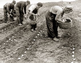 Historic Photo:  Children Planting Potatoes